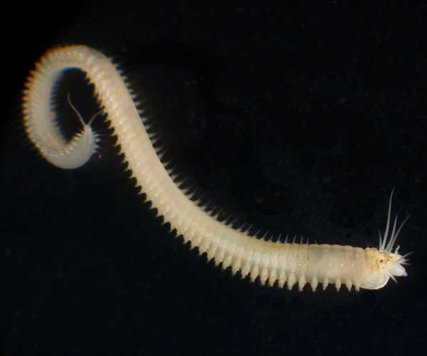 Nereis succinea from Charleston Harbor oyster reef